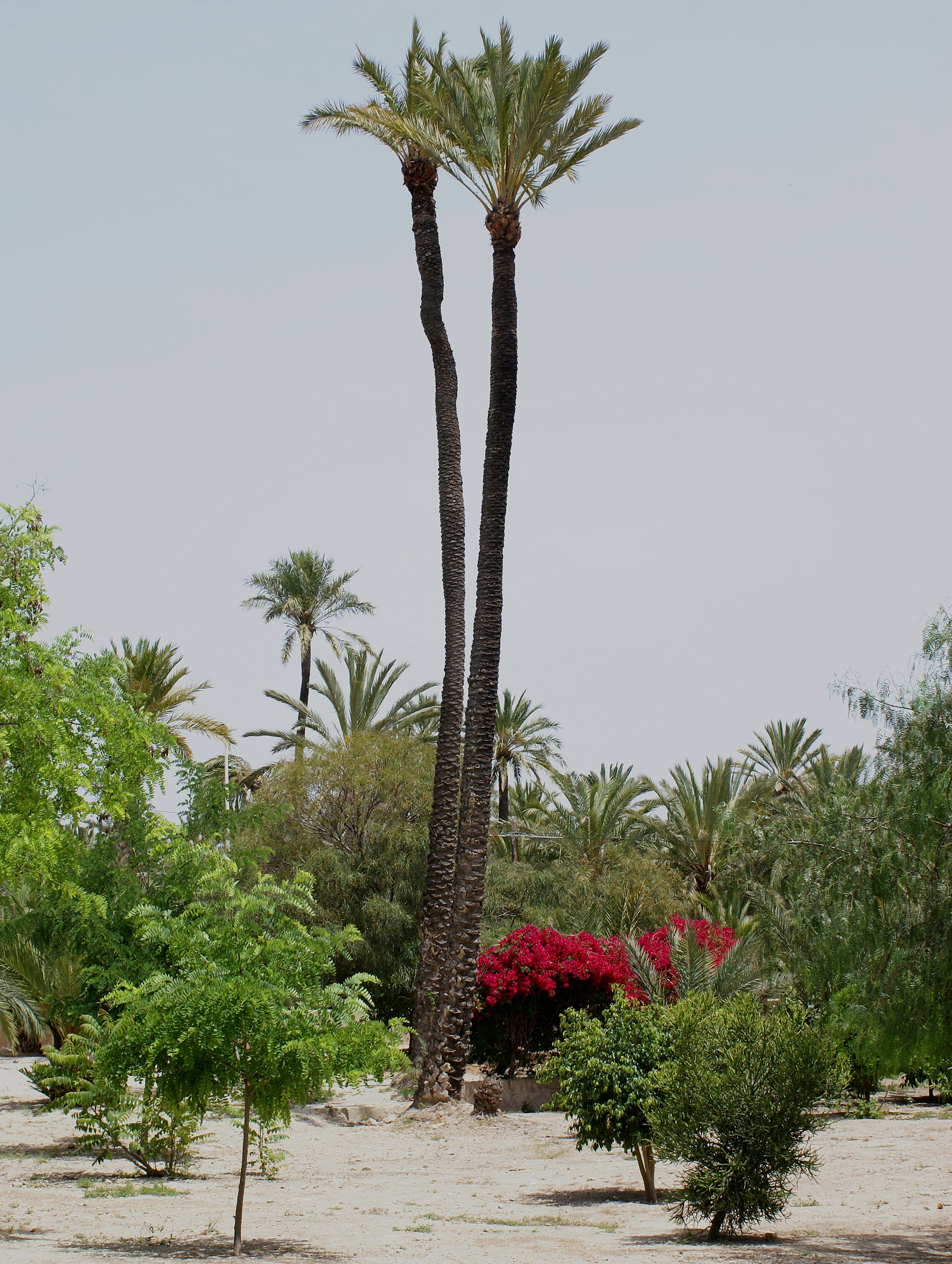 The Palm Grove of Elche