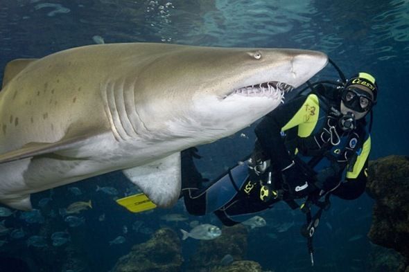 Nadando con tiburones en el Aquarium de Barcelona