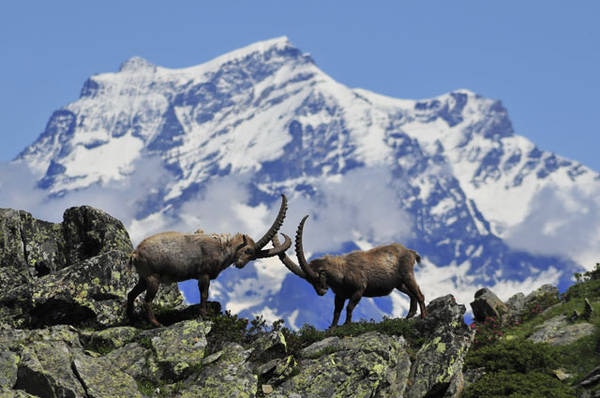 General view of Parco Nazionale Gran Paradiso and some fauna