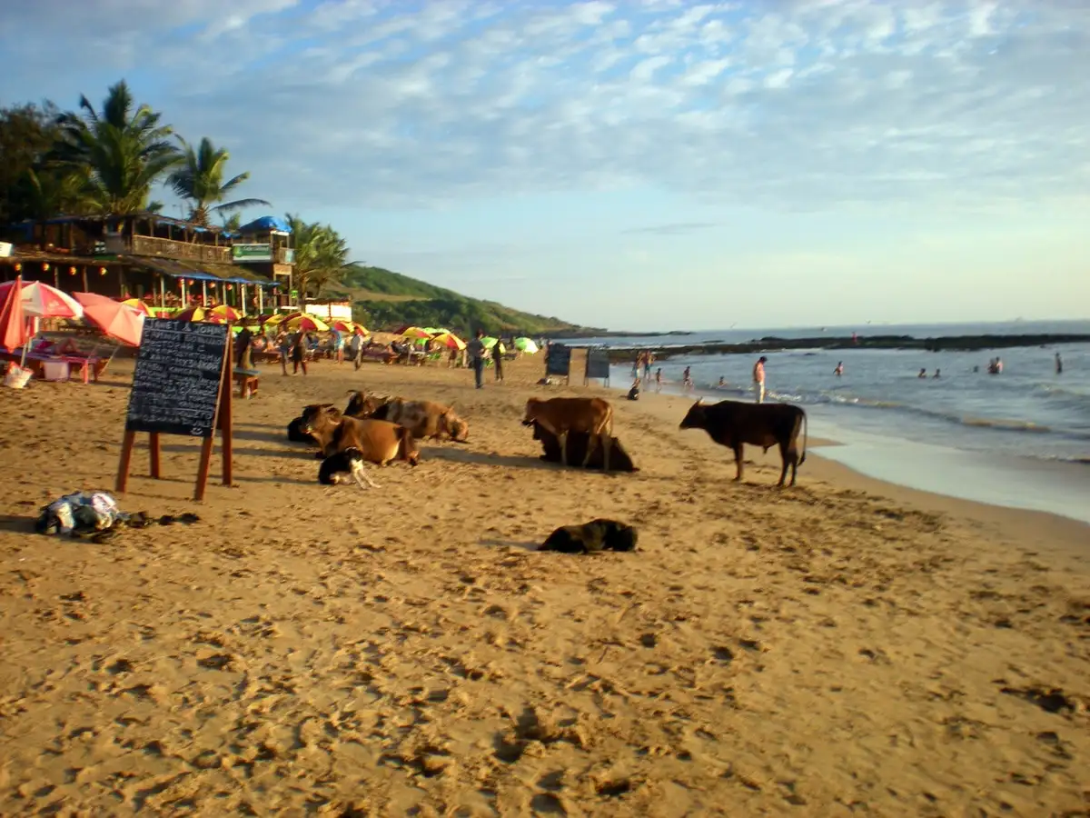 The beauty of Anjuna beach in Goa Goa Anjuna Beach
