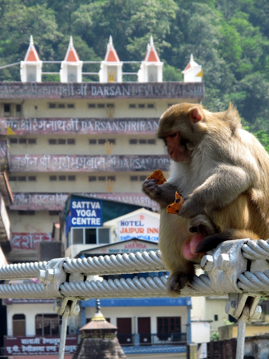 Monkeys in Agra