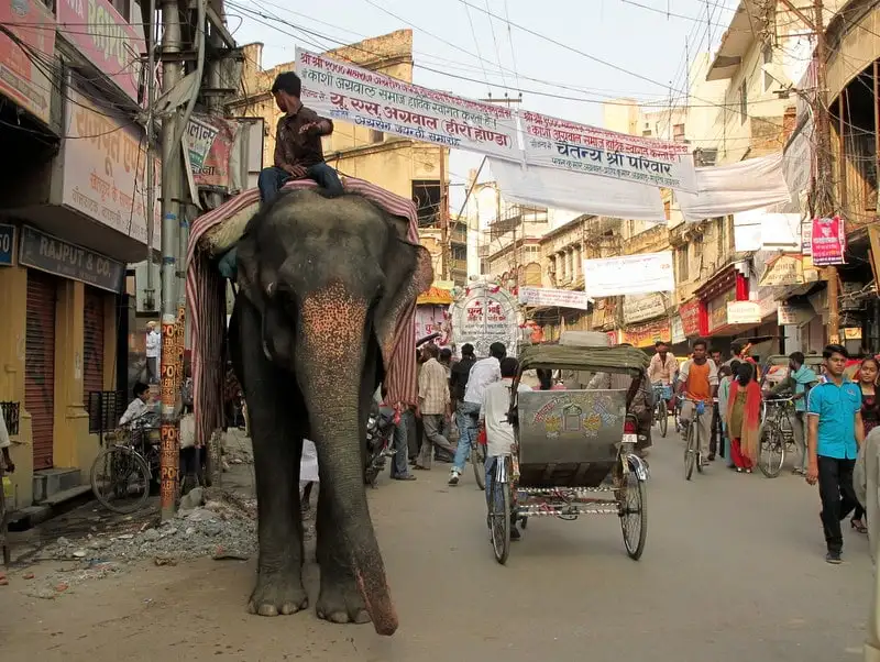 Elephants often use the same road as cars in Uttar Pradesh Elephant taxi in Uttar Pradesh