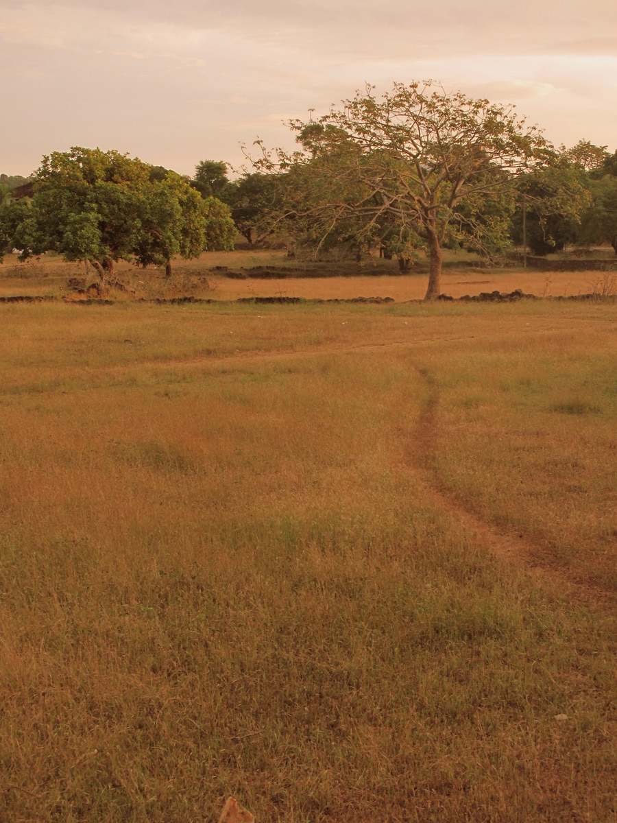 Green fields in Goa