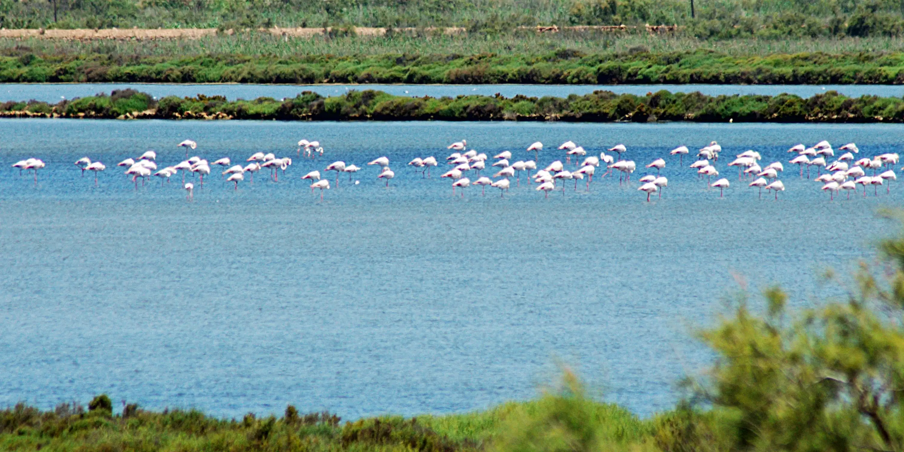 Flamencos en las salinas