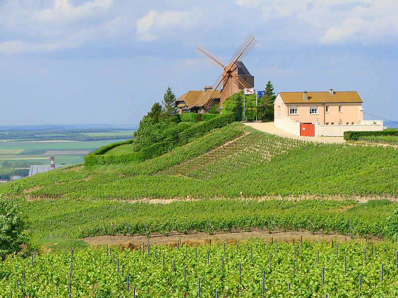Le moulin de Verzenay, Montagne de Reims, le vignoble du champagne.