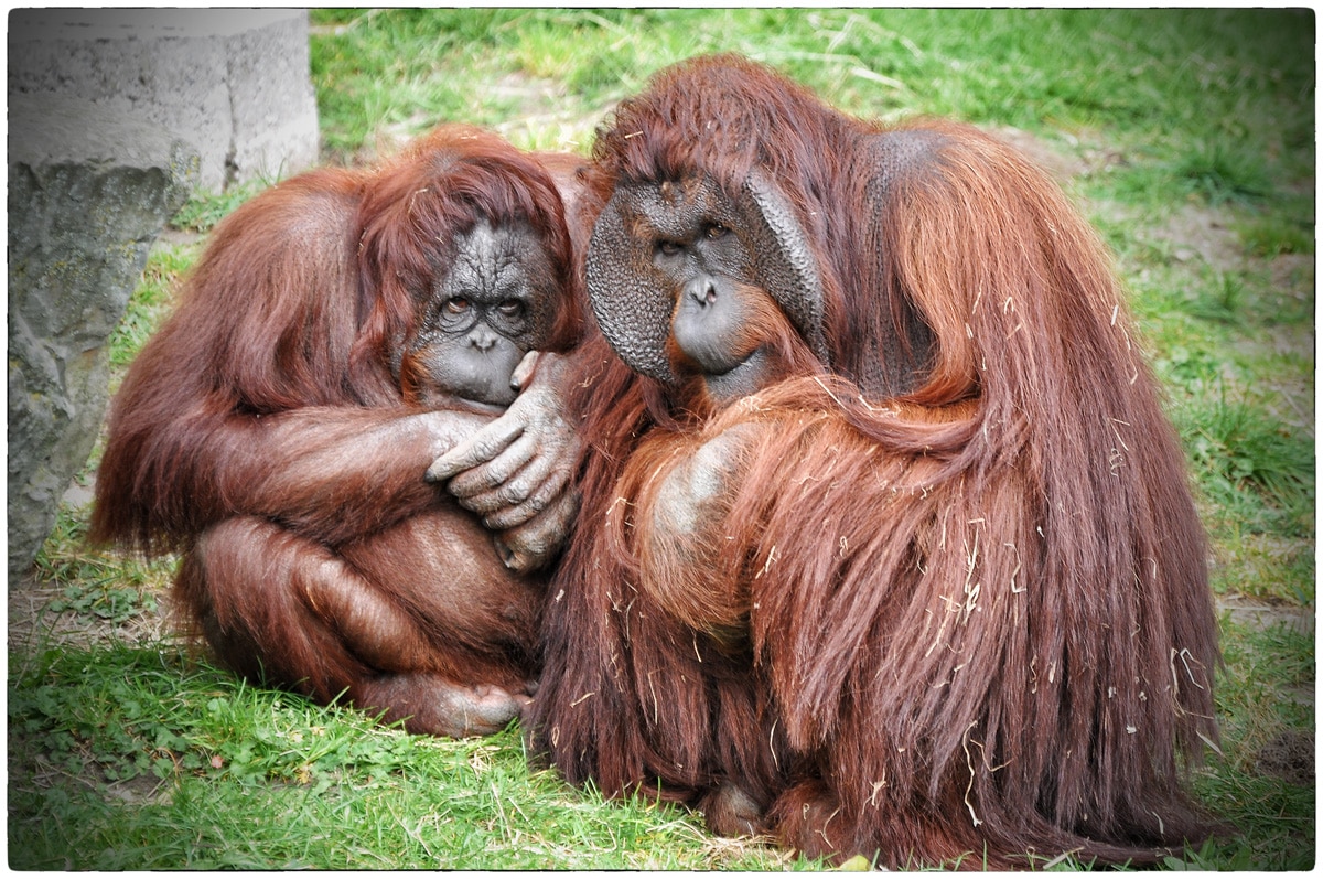 Orang-utans in the zoo