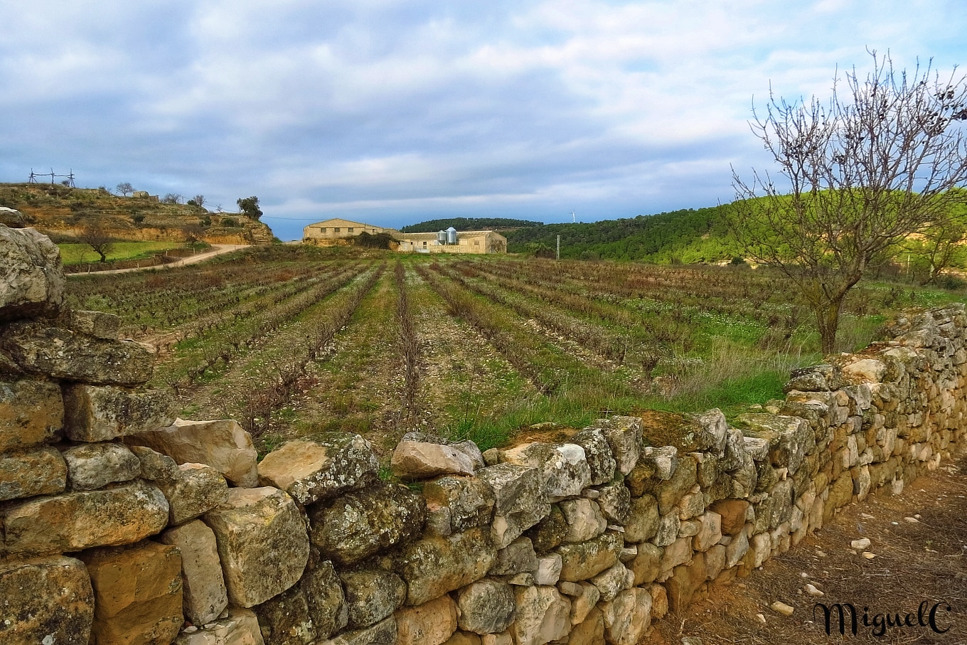 Paisaje de viñas en invierno,Tarragona 