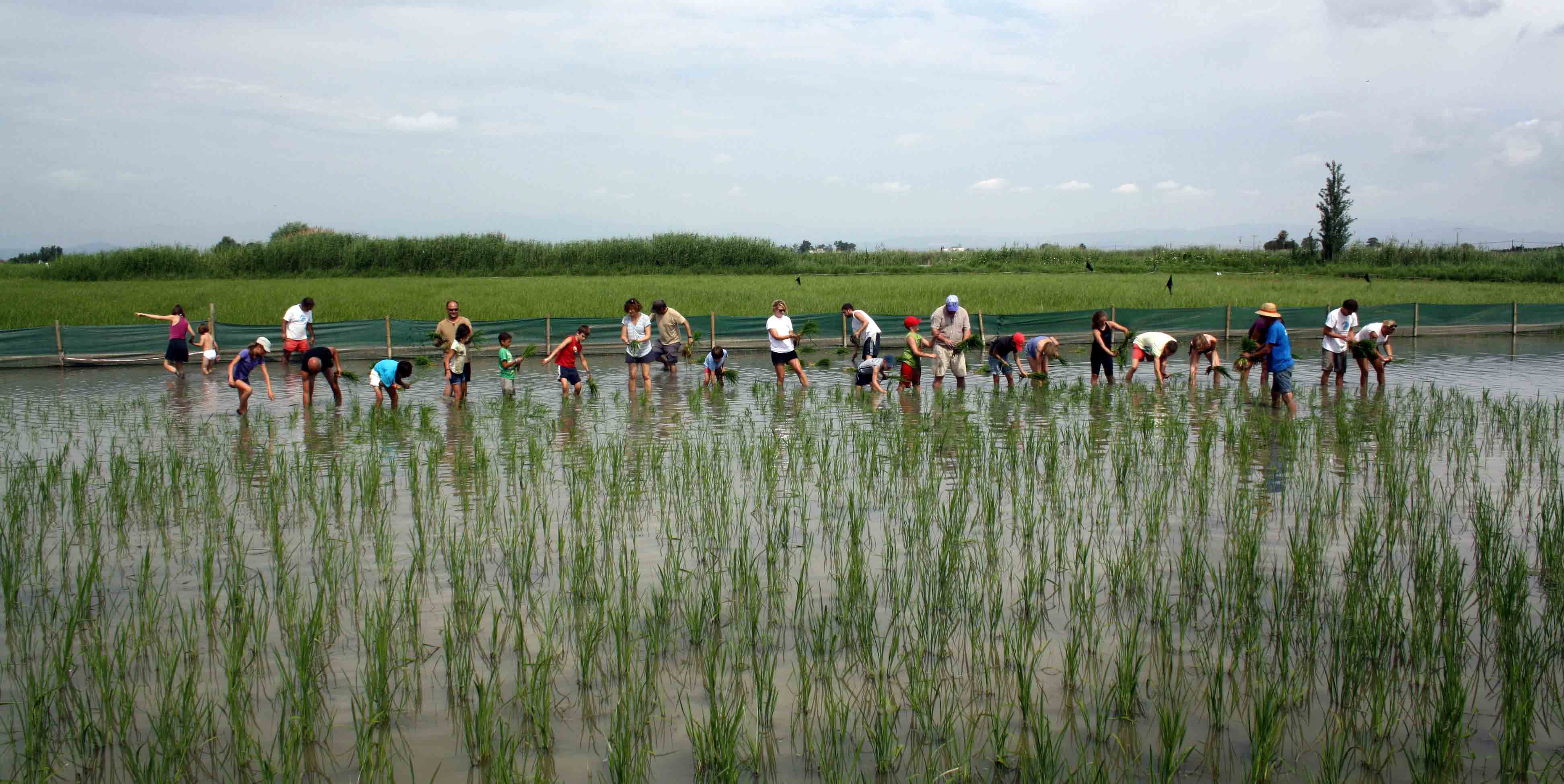 Turistas sembrando arroz