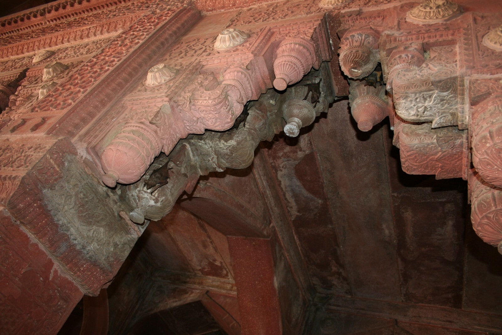 Bats at Agra Fort