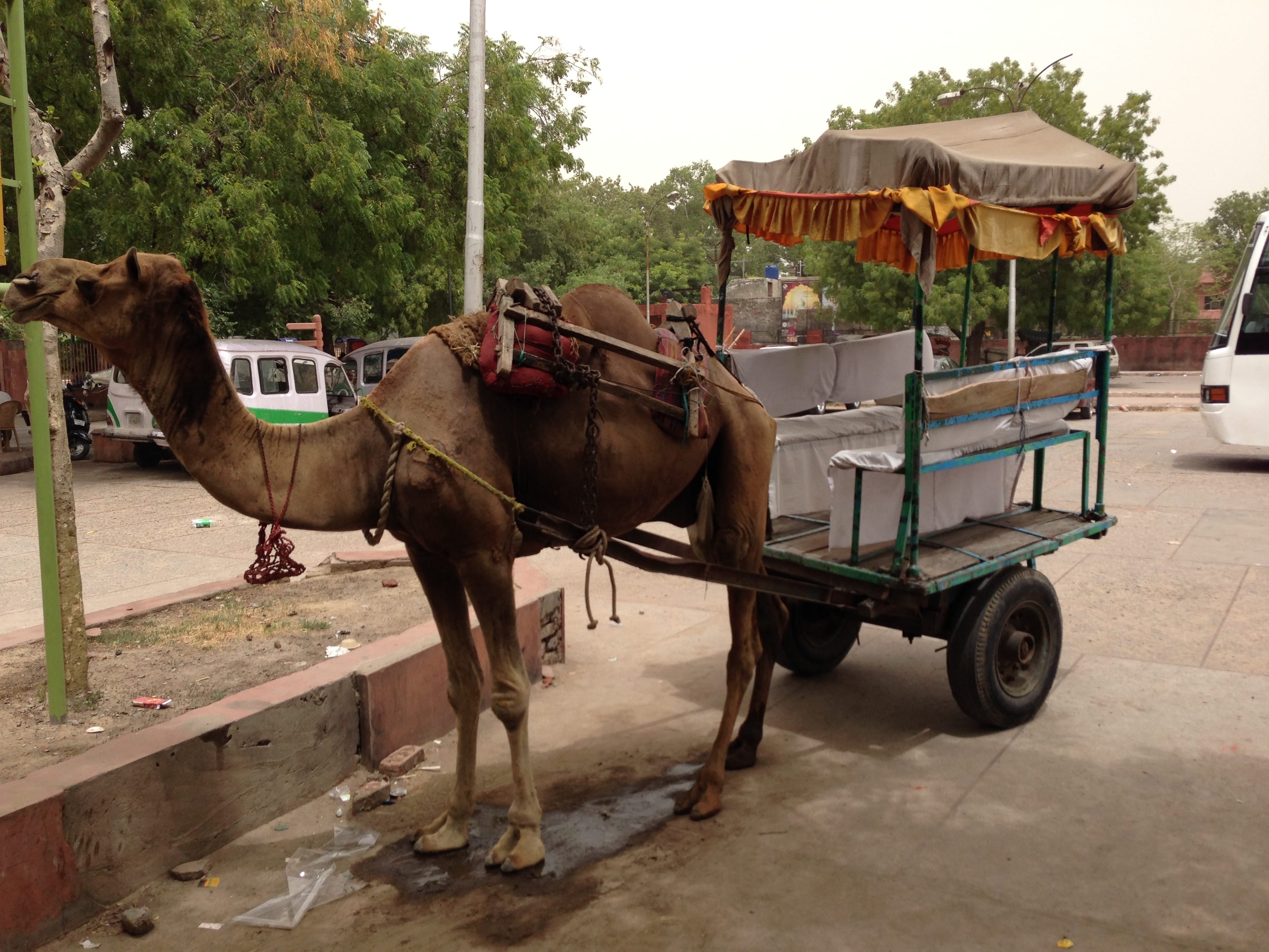 Camel transportation