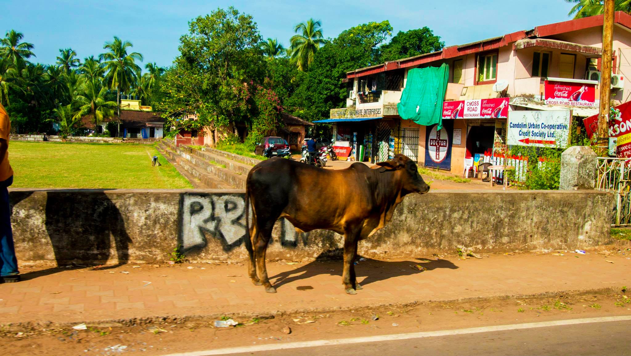 Cow roaming the streets.