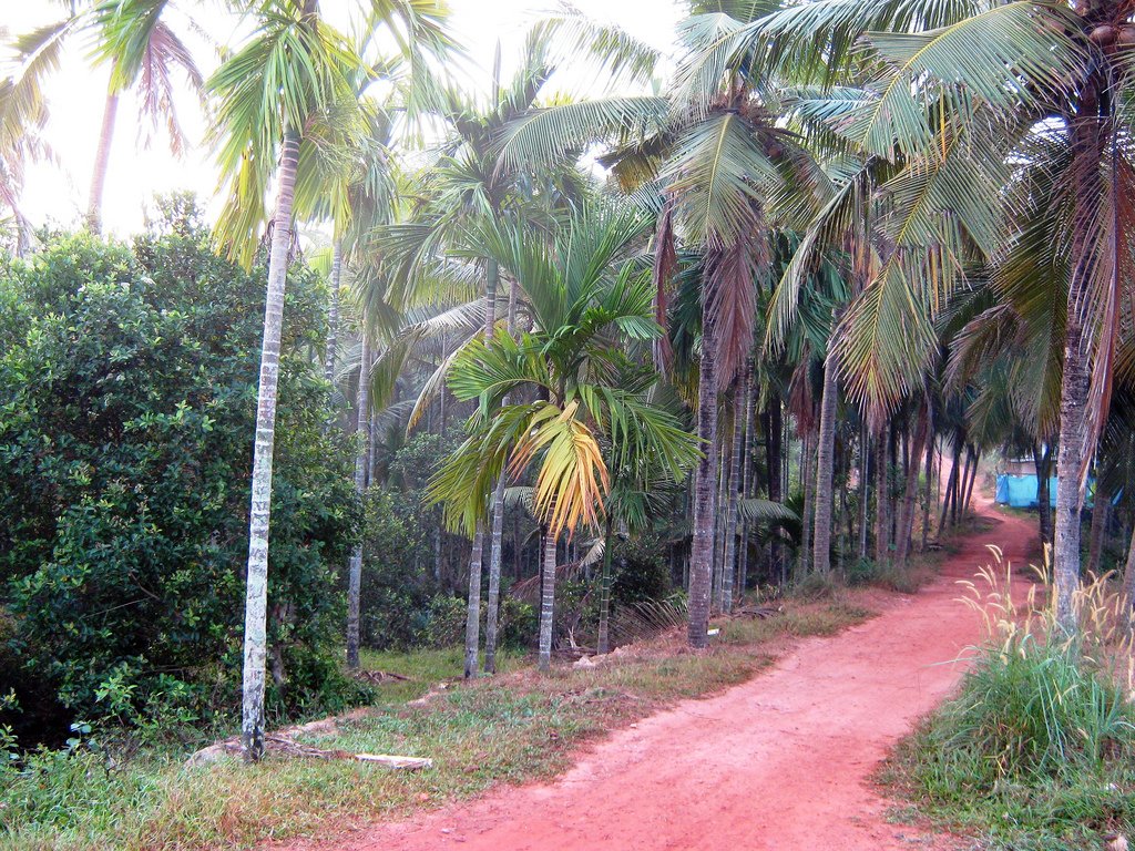 Elayavoor, Kannur, Kerala, India.