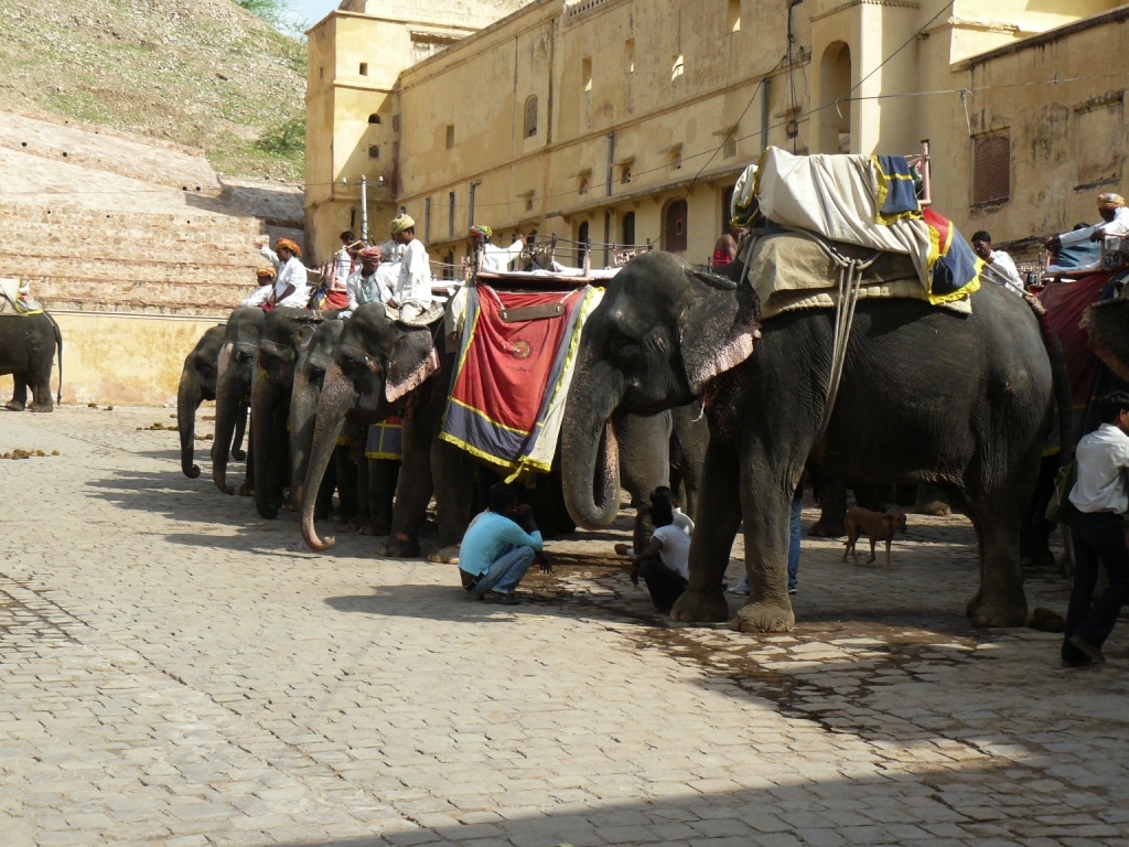 Elephant taxi parking lot !