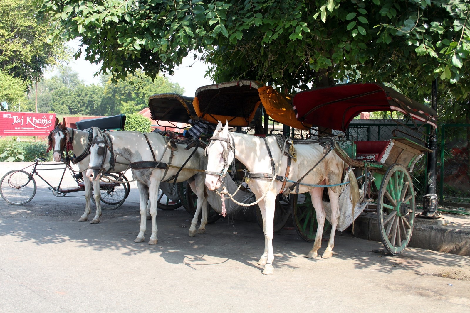 Horses outside Taj Mahal