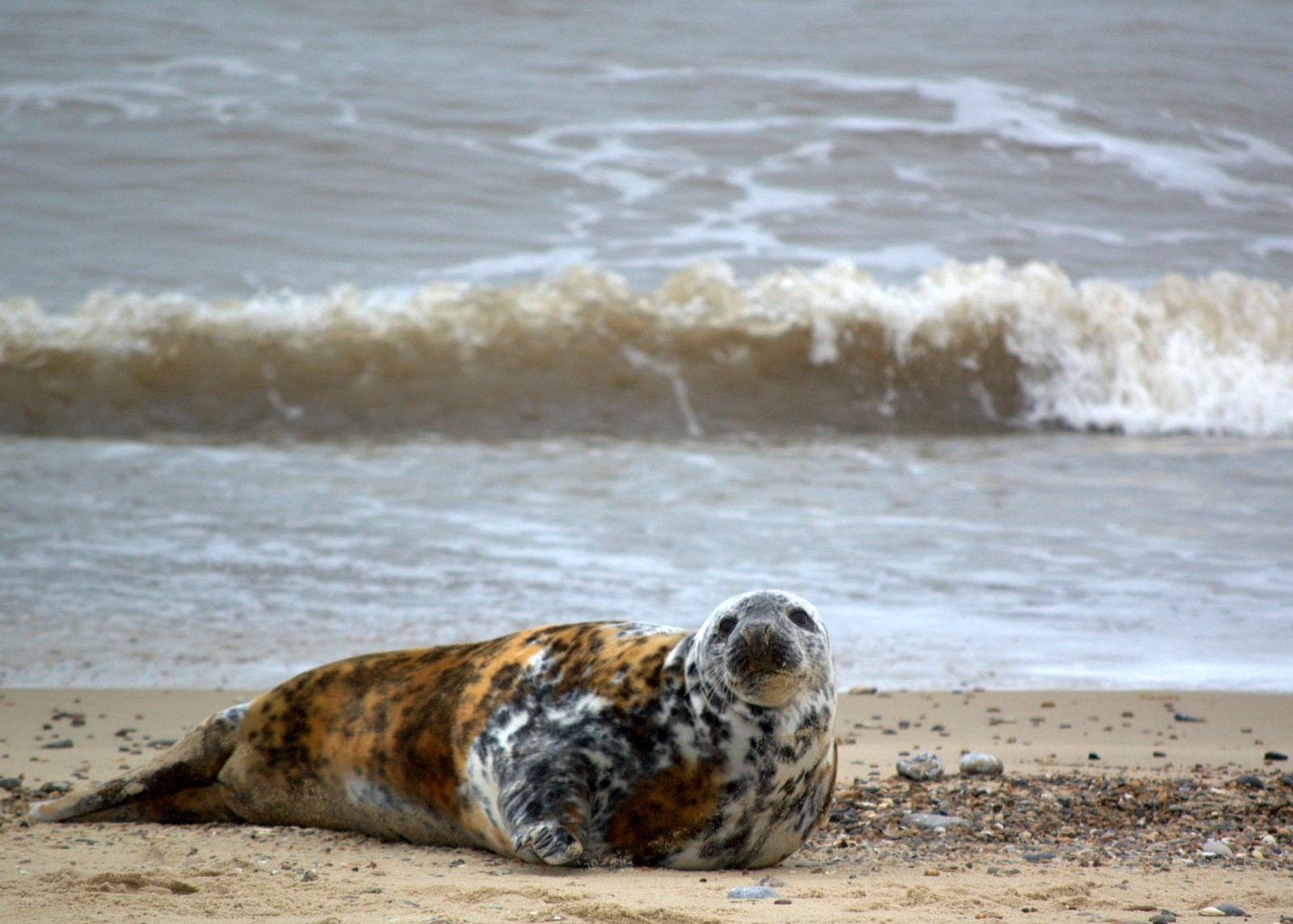 Seals @ Horsey Gap, Norfolk