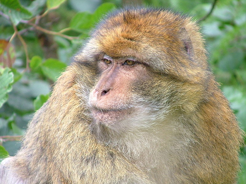 Barbary macaque at Trentham Monkey Forest