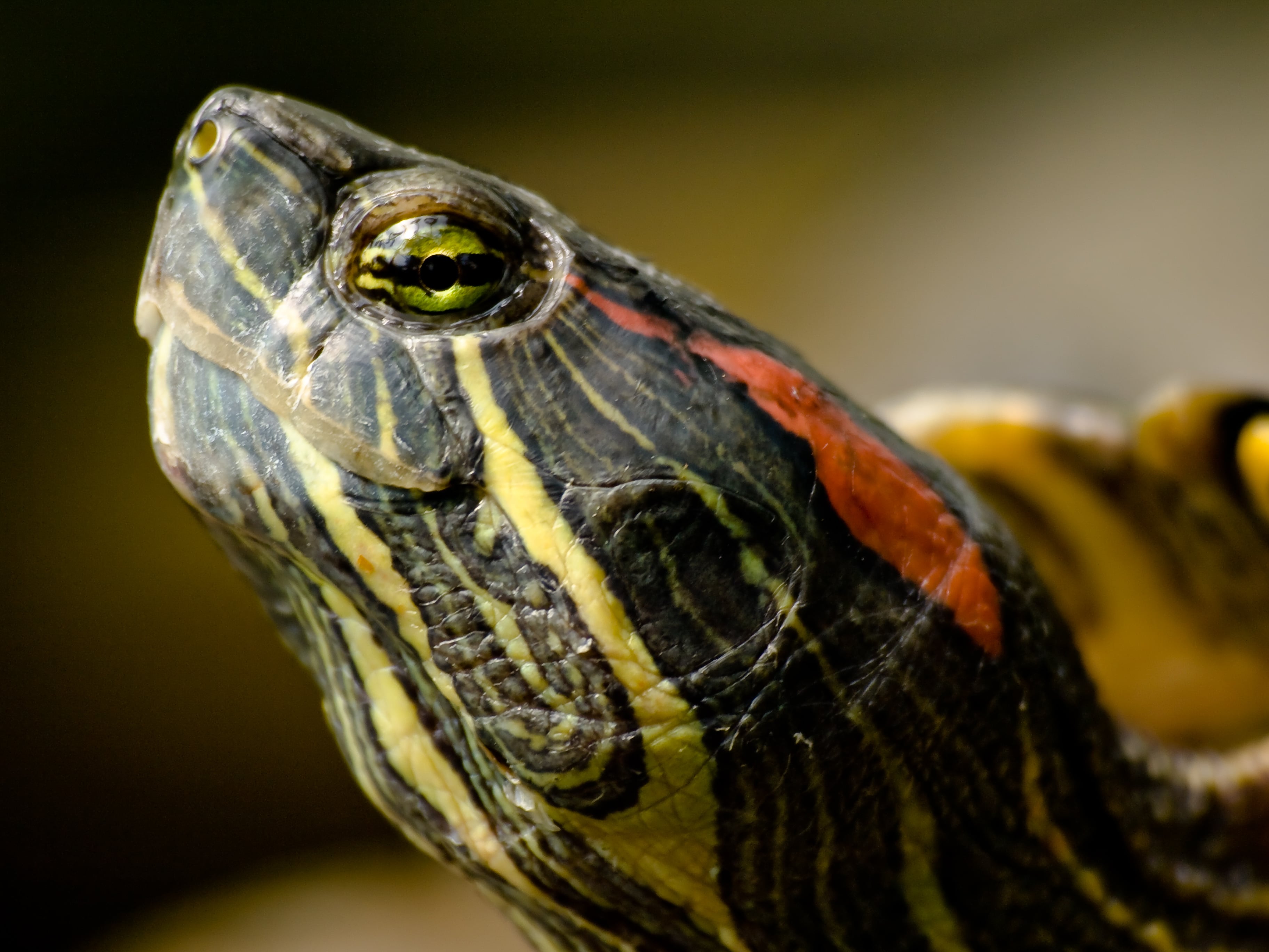 Close-up of a terrapin in Tropical World at Roundhay Park, Leeds