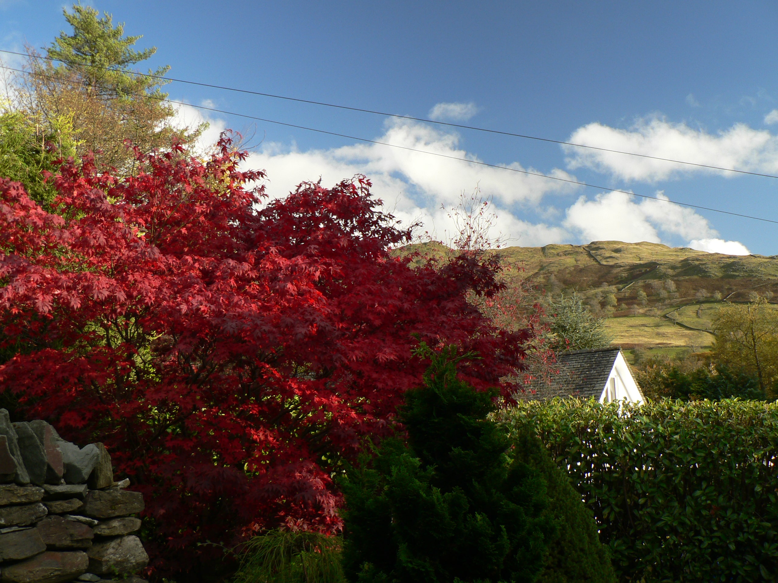 Hope Cottage, Acer Tree, Wansfell background