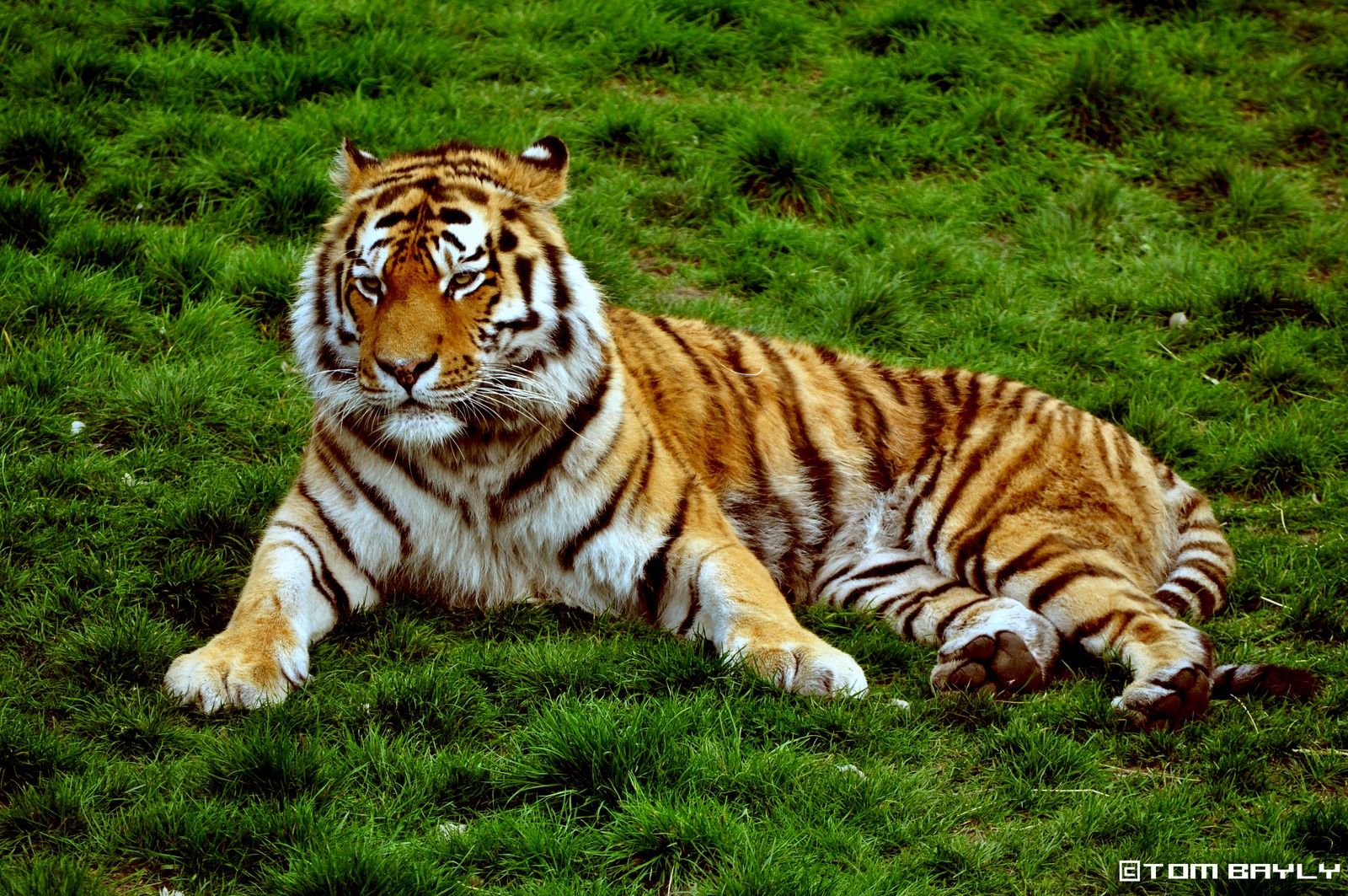 Siberian Tiger at Colchester Zoo, UK